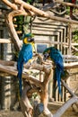 two blue-yellow macaws sit on a tree branch Royalty Free Stock Photo