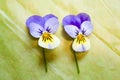 Two Blue and Yellow Pansies Isolated on Green Background