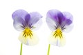 Two Blue and Yellow Pansies Isolated on White Background