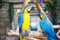 Two blue yellow parrots macaw on branch of old tree. Ara ararauna, Macaw parrot.