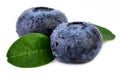 Two blueberries with leaf on white Closeup Royalty Free Stock Photo