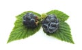 Two blueberries. Royalty Free Stock Photo