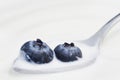 Two Blueberries and Yogurt on a Spoon Royalty Free Stock Photo