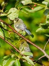 Two Bluetit`s on a twig