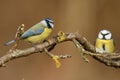 Bluetits birds arguing on tree branch.