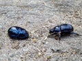 Two bluish shimmering forest dung dor beetles. One crawls into his tank and the other stands offensively in front of it. Royalty Free Stock Photo