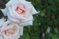 Two Blush Roses in a Garden