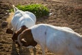 Two boer goats fighting, head against head Royalty Free Stock Photo