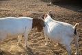 Two boer goats fighting, head against head