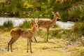 Two Bohor Reedbucks Redunca redunca antelope in Ngorongoro National Park, Tanzania.