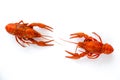 Two boiled crawfish isolated on white. top view. Flat lay. Royalty Free Stock Photo