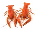Two boiled crayfish Royalty Free Stock Photo