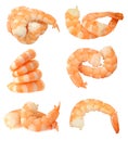 Two boiled shrimp Royalty Free Stock Photo