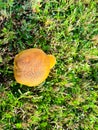 Two bolete fungus, wrinkled Leccinum or Leccinum rugosiceps with stem, yellowish caps and gills growing on low grass of