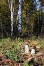Two boletus in a birch forest
