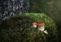 Two boletus edulis on a green moss background. Edible mushroom boletus edulis, penny bun, ceps, porcini in the forest. Beautiful Royalty Free Stock Photo