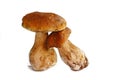 Two Boletus Edulis mushrooms Royalty Free Stock Photo