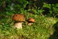 Two boletus edulis mushrooms (cep, penny bun, porcino, porcini, king bolete) grows in the forest among the moss and Royalty Free Stock Photo