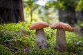 Two boletus edulis mushrooms grow in nature Royalty Free Stock Photo