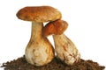 Two Boletus Edulis mushrooms over white background Royalty Free Stock Photo