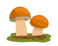 Two boletus mushrooms in the forest on a background of grass. Flat vector illustration Royalty Free Stock Photo