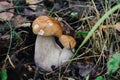 Two boletus mushrooms in the grass. Edible mushroom boletus edulis, penny bun, ceps, porcini. Ugly food Royalty Free Stock Photo