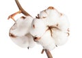 Two boll of cotton plant with cottonwool on branch Royalty Free Stock Photo