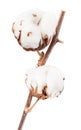 Two bolls of cotton plant with cottonwool on twig Royalty Free Stock Photo