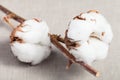 Two bolls with cottonwool on fabric close up Royalty Free Stock Photo