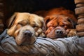 two bonded dogs of different breeds sleeping together Royalty Free Stock Photo