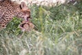 Two bonding Cheetahs. Royalty Free Stock Photo