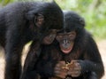 Two Bonobos looking at something. Democratic Republic of Congo. Lola Ya BONOBO National Park.