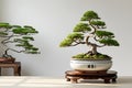Two bonsai trees displayed on wooden platforms Royalty Free Stock Photo