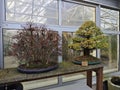 Two bonsai trees Royalty Free Stock Photo
