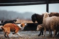 Two border collie dog red-haired black and white grazing sheep in the paddock. raw dog. sports discipline. concept. dog