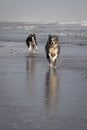 Black border collie dog chasing his brother on the beach Royalty Free Stock Photo
