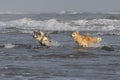 Black border collie dog chasing his brother on the beach Royalty Free Stock Photo