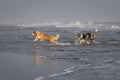 Black border collie dog chasing his brother on the beach Royalty Free Stock Photo