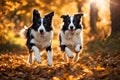 Two border collie dogs running on fallen leaves. Royalty Free Stock Photo