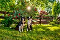 Two border collie dogs in sunset lighting garden