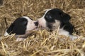 Two border collie puppies.