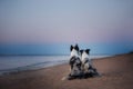 Two border collie on the sea Royalty Free Stock Photo