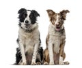 Two Border collies in front of a white background