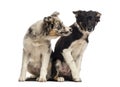 Two Border collies Royalty Free Stock Photo