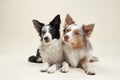 Two border collies lying down together Royalty Free Stock Photo