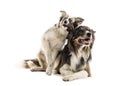 Two Border collies lying Royalty Free Stock Photo