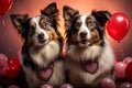 Two Border Collies share heart shaped balloon a display of canine affection