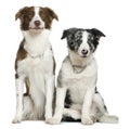 Two Border Collies, sitting