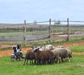 Two Sheepdogs working