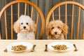 Two bored and uninterested Poodle puppies with two plates of kibbles on the table